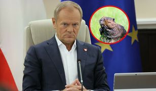 Wraca temat bobrów. Tusk się tłumaczy