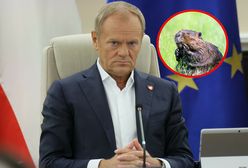 Wraca temat bobrów. Tusk się tłumaczy