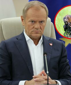 Wraca temat bobrów. Tusk się tłumaczy