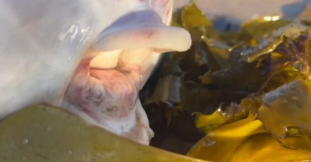 Dziwne stworzenie znalezione na plaży w Australii. ''Nigdy nie widziałem czegoś takiego''