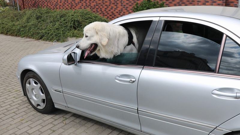 Złodzieje ukradli auto i psa