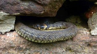 Daleszyce: Zaskrońce aktywne w lasach już od lutego. Gdzie je spotkać i jak zachować się przy spotkaniu z gadem?