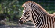 Kraków: Don Pedro, Zygmunt, Baltazar, a może Lajkonik? Konkurs na imię dla nowego mieszkańca ogrodu zoologicznego