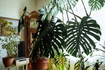 Twoja monstera nagle zżółkła? Nie panikuj, tak łatwo ją uratujesz