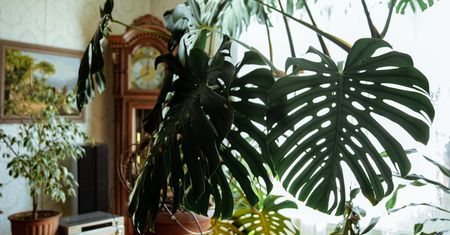 Twoja monstera nagle zżółkła? Nie panikuj, tak łatwo ją uratujesz