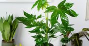 Fatsia japonica. Niezwykły krzew w twoim mieszkaniu