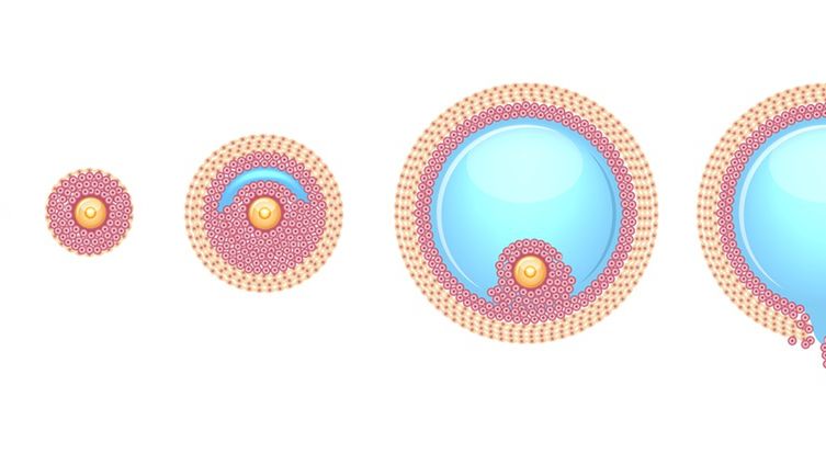 Pęcherzyk Graafa to ostatnie stadium fazy rozwoju pęcherzyka jajnikowego