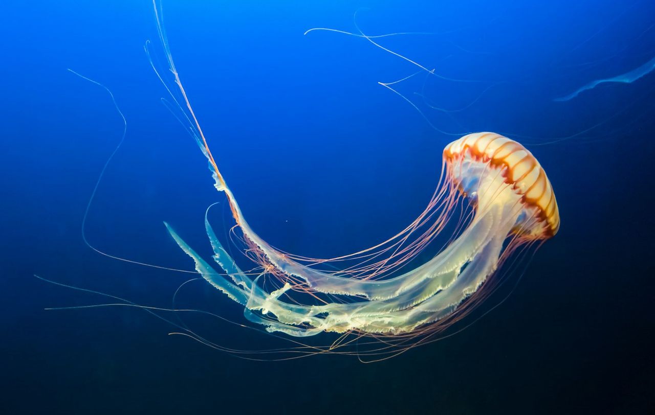 Jellyfish may dominate the waters of the Arctic Ocean