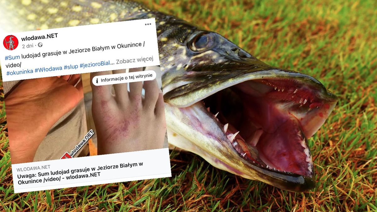  W trakcie pływania nastolatek miał zostać zaatakowany przez drapieżną rybę. 