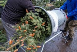 Leśnicy sprzedają choinki. Oto ceny przed Bożym Narodzeniem