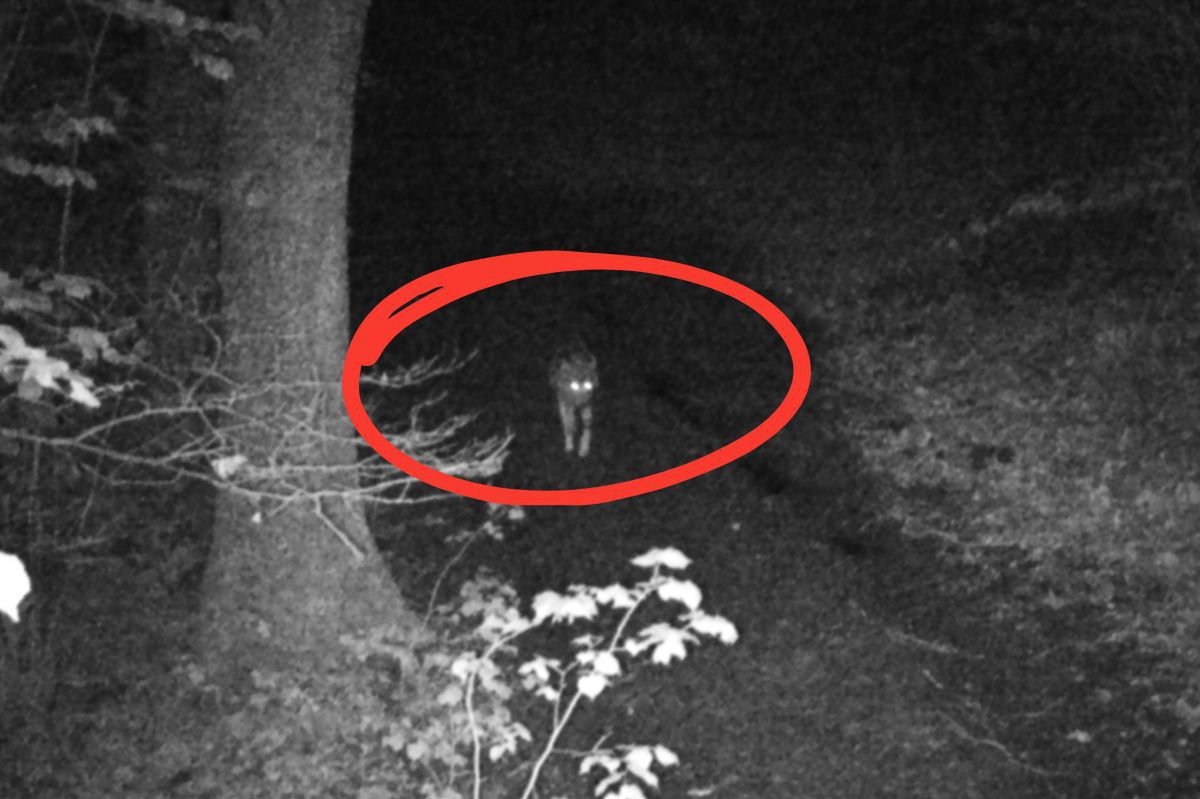 Weszły prosto w kadr. Pojawiły się nocą. Leśnicy mają powód do dumy