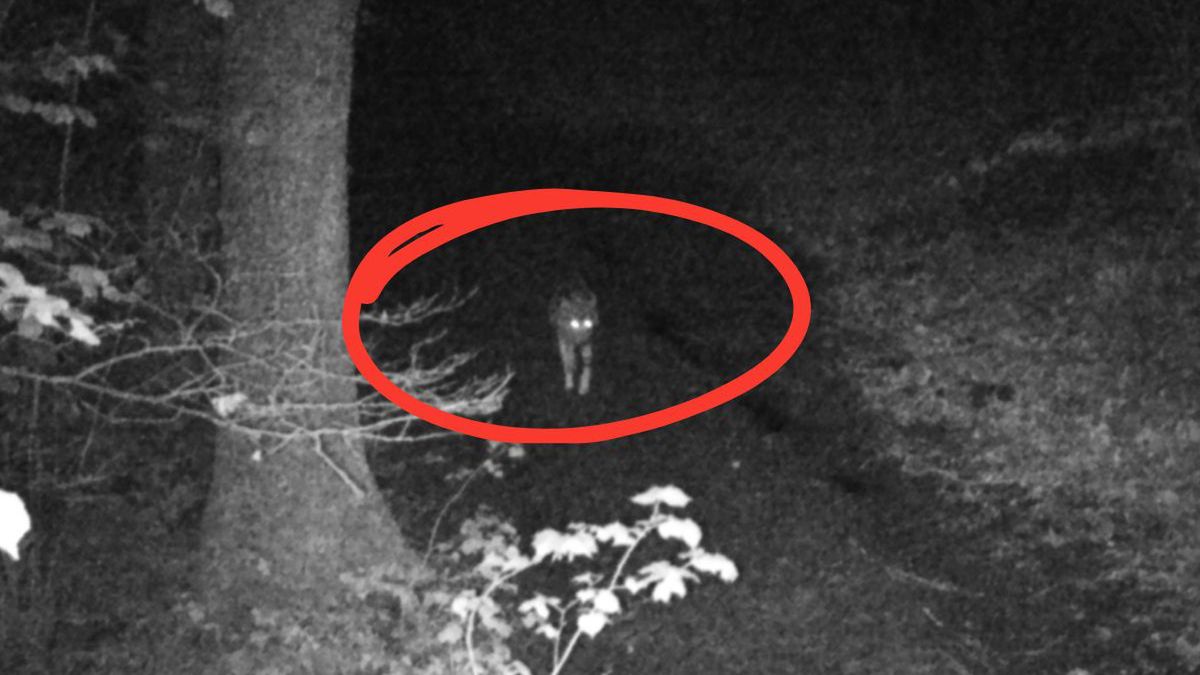 Wilk uchwycony przez fotopułapkę na Dolnym Śląsku