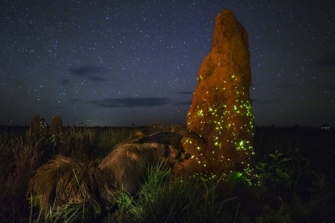 Zwycięzca Wildlife Photographer of the Year zrobił zdjęcie... wypchanego zwierzęcia