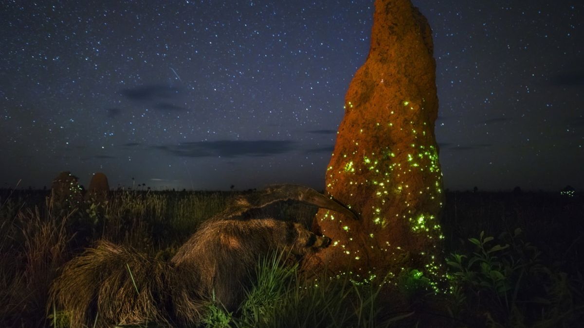 Zwycięzca Wildlife Photographer of the Year zrobił zdjęcie... wypchanego zwierzęcia 1