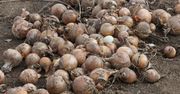Marża dla rolnika – dlaczego plantatorom zostają tylko ochłapy?