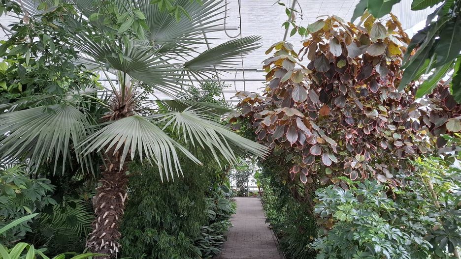 W nowoczesnych szklarniach Ogrodu Botanicznego w Bydgoszczy nawet zimą dojrzewają banany, cytryny, pomarańcze, rosną palmy, kawowce, gujawy i dziesiątki innych egzotycznych gatunków roślin. Można je zobaczyć z bliska - są na wyciągnięcie ręki!