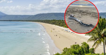 Turyści byli przerażeni. Idąc na plaży spotkali potwora morskiego