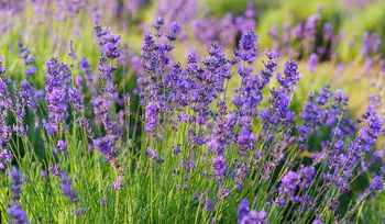 Rozsyp pod lawendą. Latem ogród zapachnie jak najdroższe perfumy