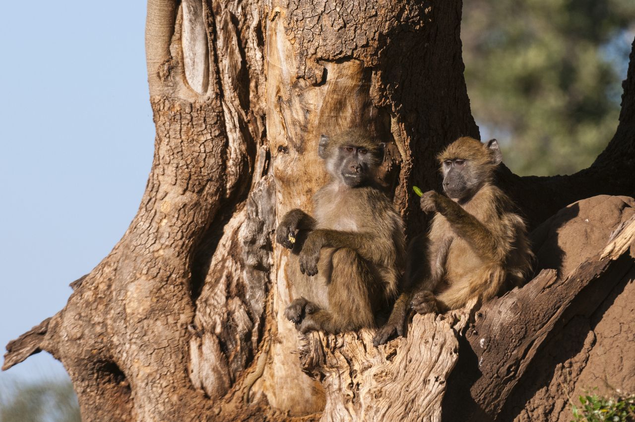 Two chacma baboons, Papio ursinus, sitting in the fork of a tree. Mashatu Game Reserve, Botswana.. (Photo by: Sergio Pitamitz / VWPics/Universal Images Group via Getty Images)