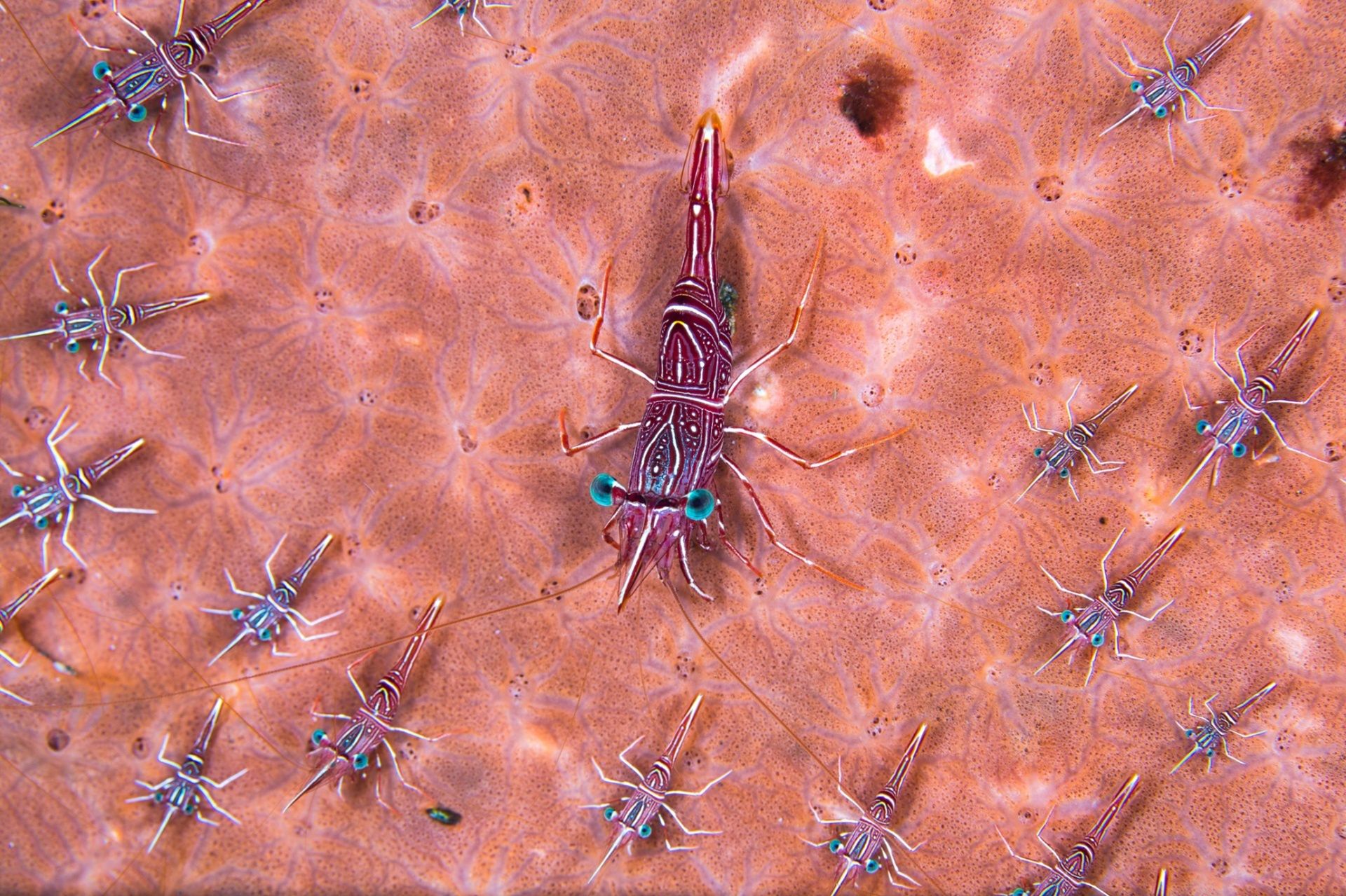 Underwater Photographer of the Year 2015 - najlepsze fotografie wykonane pod wodą 2