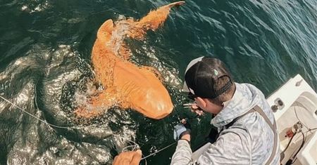 Wędkarze niemal doznali szoku. Taką rybę wyłowili. To ewenement