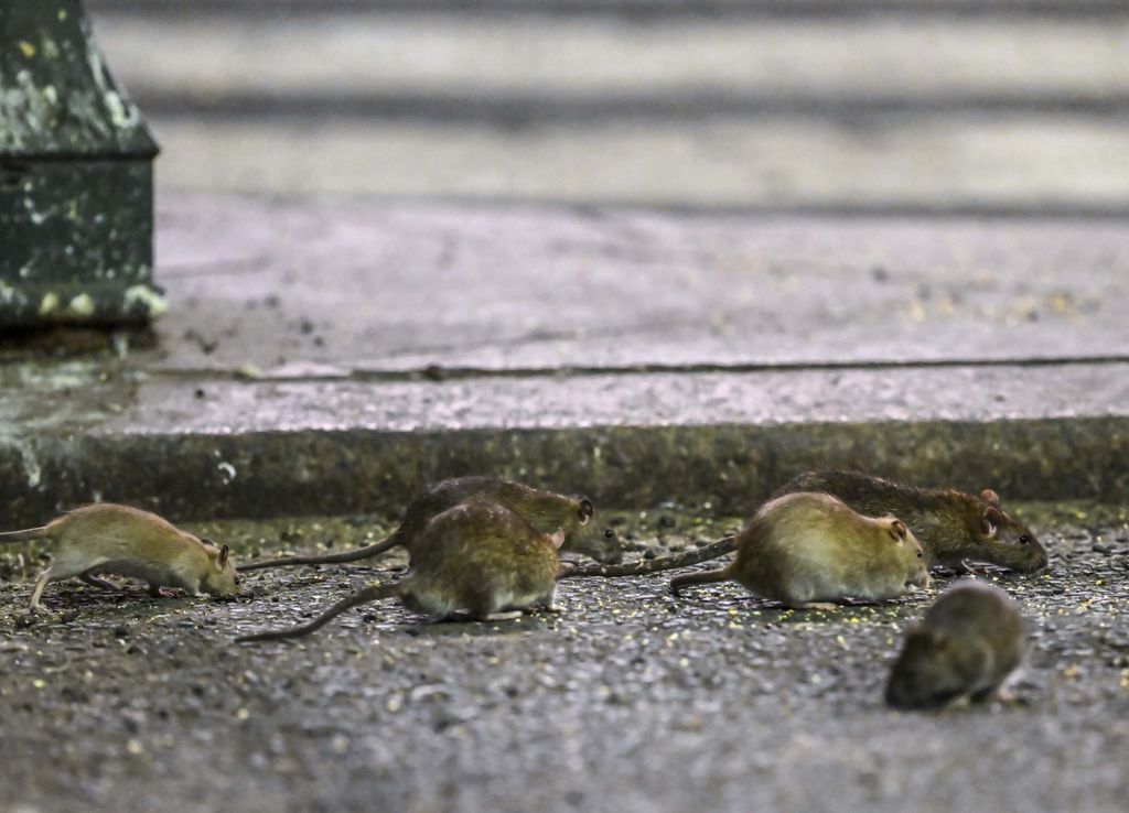 Widok szczurów w Nowym Jorku nie jest dla nikogo zaskoczeniem 