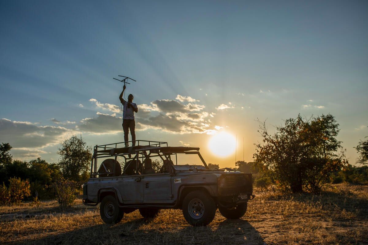 "Myślę, że każdy członek ekipy w pewnym momencie płakał". Przez kilka lat obserwowali życie dzikich zwierząt