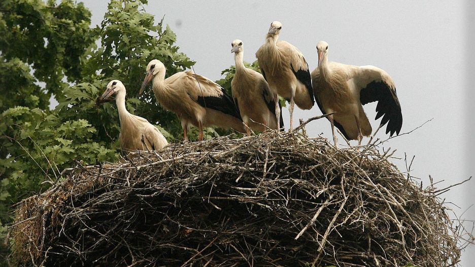 Podlaski Szlak Bociani prowadzi z Białowieży przez Goniądz do Stańczyk
