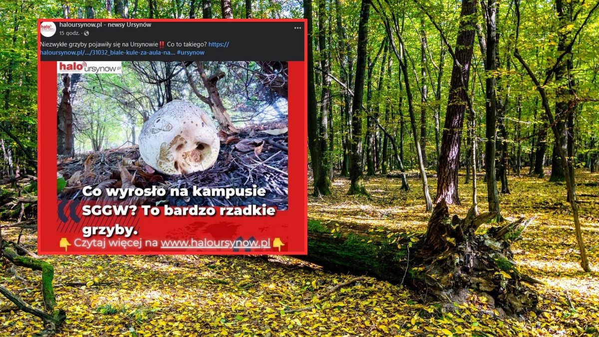 Niezwykły grzyb na Ursynowie. Rzadki widok