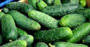 Twoje ogórki gruntowe są gorzkie? Oto niezawodne sposoby, by pozbyć się tego problemu