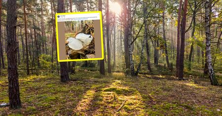 Zobaczyła go w lesie. Natychmiast zrobiła zdjęcie. "Polecam"