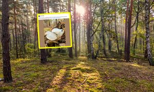 Zobaczyła go w lesie. Natychmiast zrobiła zdjęcie. "Polecam"