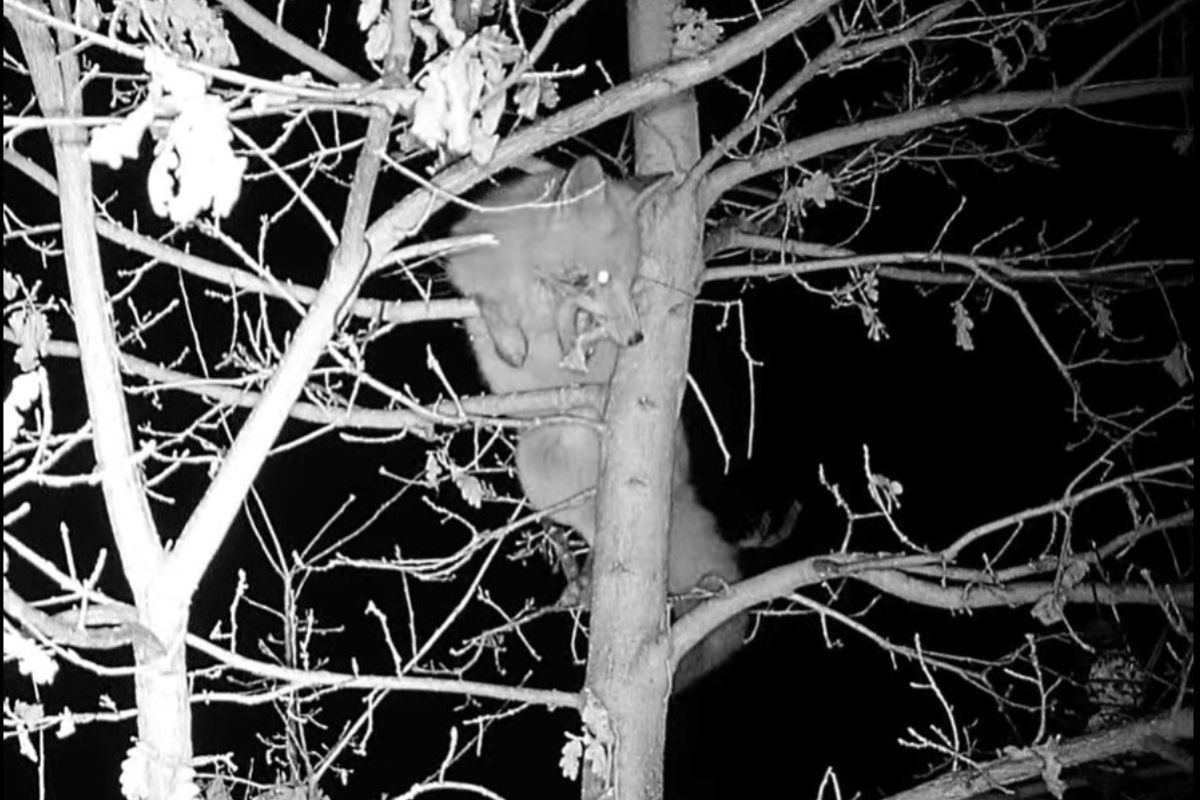 Coś kradło słoninę dla ptaków. Takiego widoku się nie spodziewali