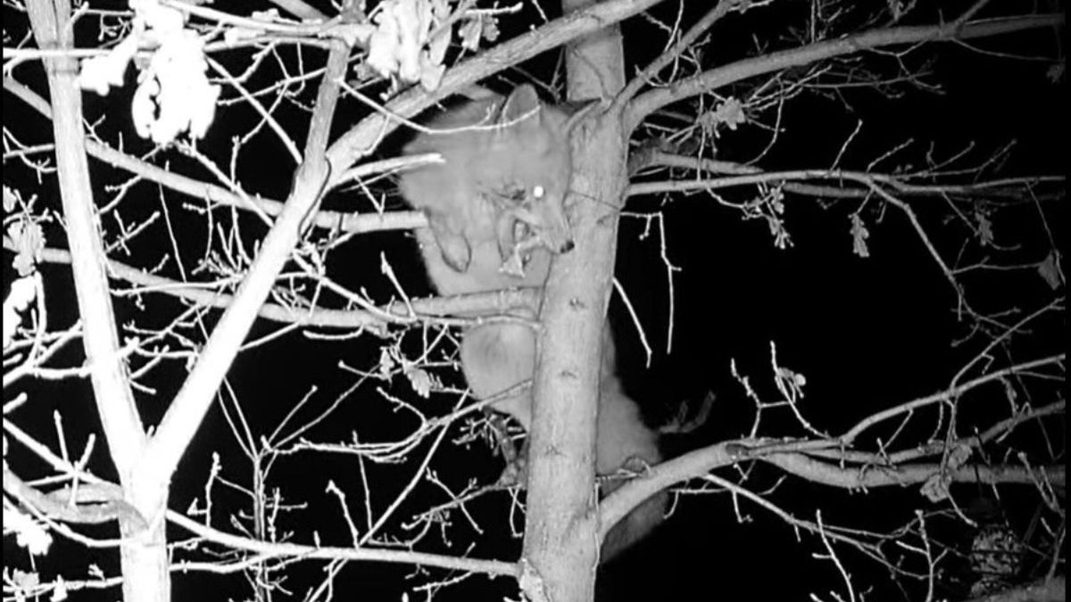 Tajemnicze znikanie słoniny