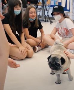 Wrocław. Mops Drops w pracy. Pies ma pomóc uczniom w powrocie do szkoły