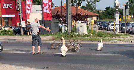 Gdańsk. Łabędzie w opresji. Wezwano policję