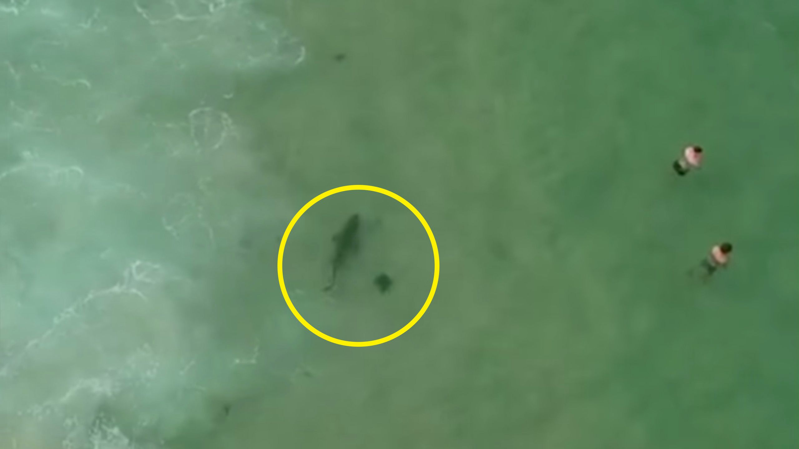 Pilot drona namierzył żarłacza białego tuż przy plaży. Uratował ludzi 1
