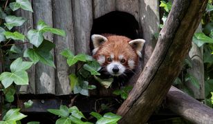 Wrocław. Koronawirus. ZOO potrzebuje pomocy, by uniknąć uboju zwierząt