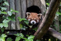 Wrocław. Koronawirus. ZOO potrzebuje pomocy, by uniknąć uboju zwierząt