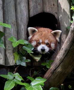 Wrocław. Koronawirus. ZOO potrzebuje pomocy, by uniknąć uboju zwierząt