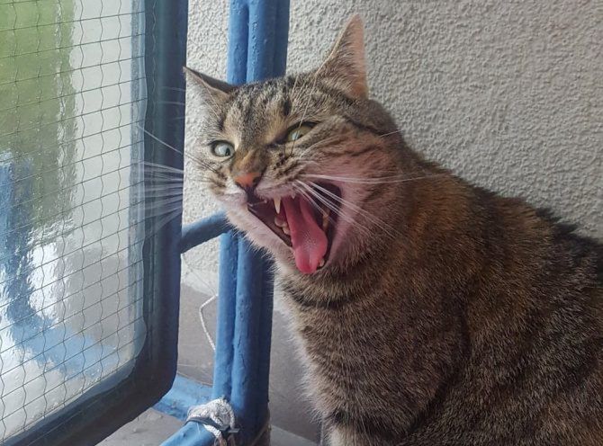 Twój kot dziwnie się zachowuje? 5 sygnałów, że coś tutaj nie gra