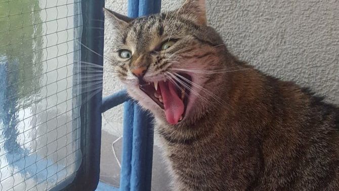 twój kot dziwnie się zachowuje