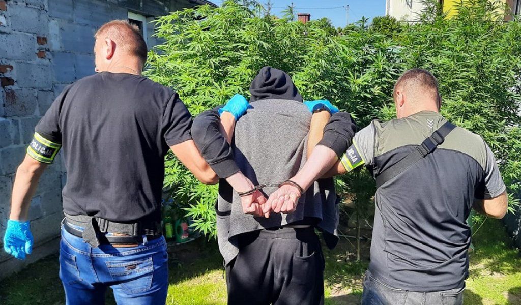Uprawiał marihuanę w centrum miasta. Policjanci zabezpieczyli kilka 2-metrowych krzewów i 110 gramów suszu