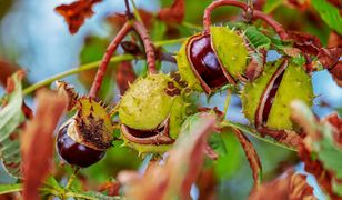 Kiedy spadają kasztany? Sezon dla zbieraczy rozpoczęty