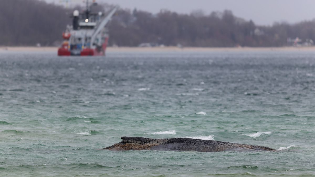 Trwają desperackie próby uwolnienia humbaka