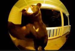 Niespodziewany nocny gość. Niedźwiedź “zadzwonił” do drzwi