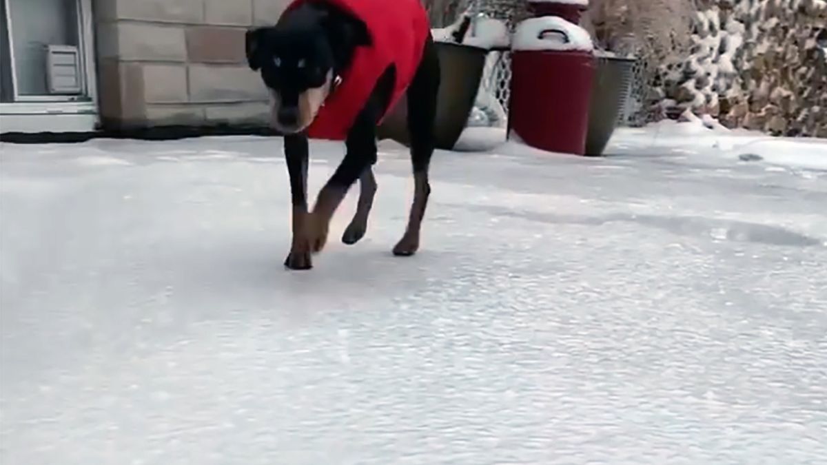 Suczka o imieniu Rosie dała niecodzienny popis na lodzie