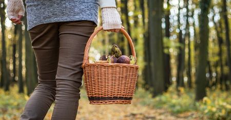 Polacy zbierają je na potęgę. Myślą, że po obgotowaniu stają się jadalne, a to błąd