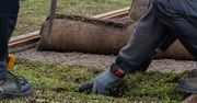 Poznań: Młode sadzonki znikają niemal natychmiast. Miasto apeluje