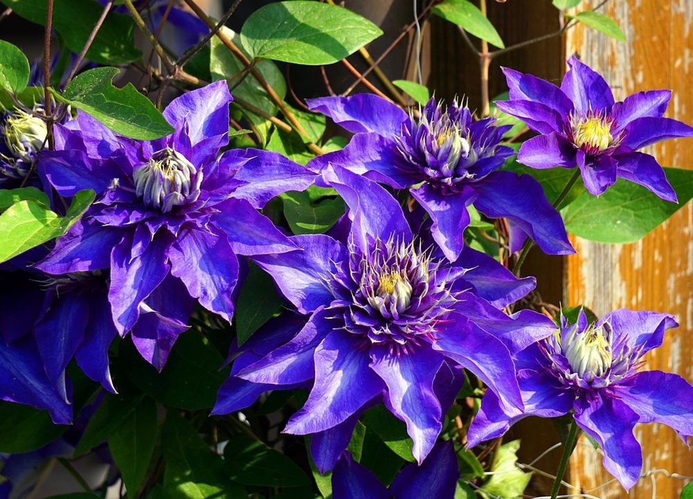 Powojnik nazywany również "Clematis"